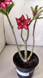 Planta Simples 2783 – 30cm – 02 anos - Imagem 5