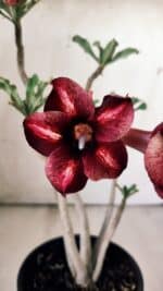 Planta Simples 2784 – 30cm – 02 anos