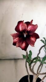 Planta Simples 2784 – 30cm – 02 anos - Imagem 5