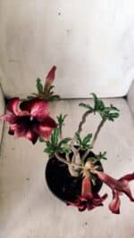 Planta Simples 2784 – 30cm – 02 anos - Imagem 3