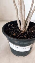 Planta Simples 2784 – 30cm – 02 anos - Imagem 8