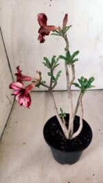 Planta Simples 2784 – 30cm – 02 anos - Imagem 7