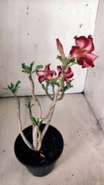 Planta Simples 2784 – 30cm – 02 anos - Imagem 6