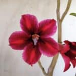 Planta Simples 2785 – 40cm – 03 anos