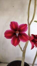 Planta Simples 2785 – 40cm – 03 anos