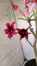 Planta Simples 2785 – 40cm – 03 anos - Imagem 4