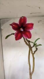 Planta Simples 2785 – 40cm – 03 anos - Imagem 5