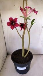 Planta Simples 2785 – 40cm – 03 anos - Imagem 9