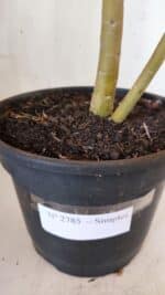 Planta Simples 2785 – 40cm – 03 anos - Imagem 8