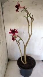 Planta Simples 2785 – 40cm – 03 anos - Imagem 7