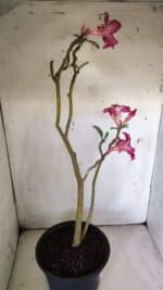 Planta Simples 2785 – 40cm – 03 anos - Imagem 6