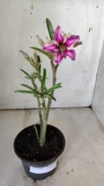 Planta Simples 2786 – 30cm – 02 anos - Imagem 2