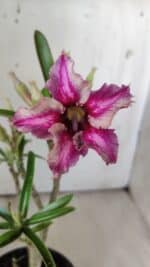 Planta Simples 2786 – 30cm – 02 anos