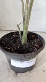 Planta Simples 2786 – 30cm – 02 anos - Imagem 7