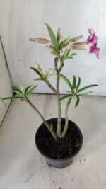 Planta Simples 2786 – 30cm – 02 anos - Imagem 6