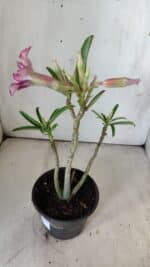 Planta Simples 2786 – 30cm – 02 anos - Imagem 5