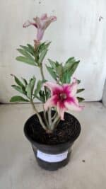 Planta Simples 2787 – 30cm – 02 anos - Imagem 2