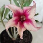 Planta Simples 2787 – 30cm – 02 anos