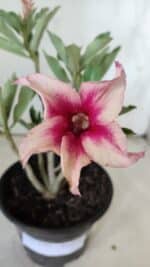 Planta Simples 2787 – 30cm – 02 anos