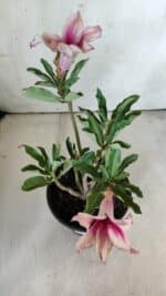 Planta Simples 2787 – 30cm – 02 anos - Imagem 4