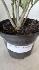 Planta Simples 2787 – 30cm – 02 anos - Imagem 7