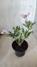 Planta Simples 2787 – 30cm – 02 anos - Imagem 6