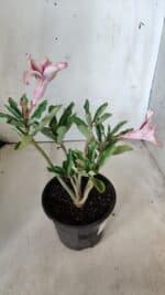 Planta Simples 2787 – 30cm – 02 anos - Imagem 5