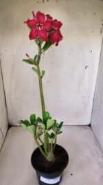 Planta Simples 2788 – 35cm – 02 anos - Imagem 2