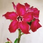 Planta Simples 2788 – 35cm – 02 anos