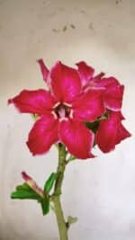 Planta Simples 2788 – 35cm – 02 anos