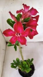 Planta Simples 2788 – 35cm – 02 anos - Imagem 4