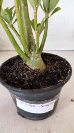 Planta Simples 2788 – 35cm – 02 anos - Imagem 7