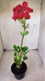 Planta Simples 2788 – 35cm – 02 anos - Imagem 6