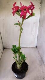 Planta Simples 2788 – 35cm – 02 anos - Imagem 5