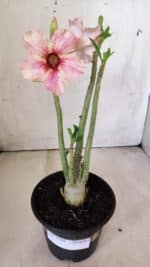 Planta Simples 2789 – 30cm – 02 anos - Imagem 2