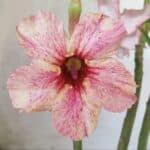 Planta Simples 2789 – 30cm – 02 anos