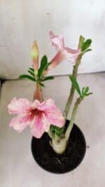 Planta Simples 2789 – 30cm – 02 anos - Imagem 4