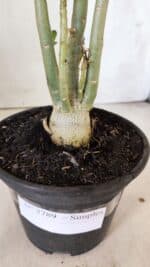 Planta Simples 2789 – 30cm – 02 anos - Imagem 6