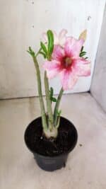 Planta Simples 2789 – 30cm – 02 anos - Imagem 5