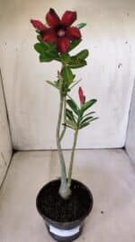 Planta Simples 2790 – 30cm – 02 anos - Imagem 2