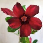 Planta Simples 2790 – 30cm – 02 anos