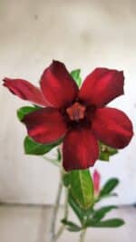 Planta Simples 2790 – 30cm – 02 anos