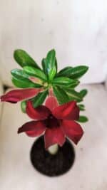 Planta Simples 2790 – 30cm – 02 anos - Imagem 4