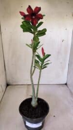 Planta Simples 2790 – 30cm – 02 anos - Imagem 8