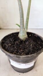 Planta Simples 2790 – 30cm – 02 anos - Imagem 7