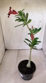 Planta Simples 2790 – 30cm – 02 anos - Imagem 6