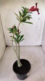 Planta Simples 2790 – 30cm – 02 anos - Imagem 5