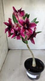 Planta Simples 2791 – 30cm – 02 anos - Imagem 2