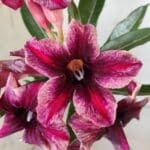 Planta Simples 2791 – 30cm – 02 anos