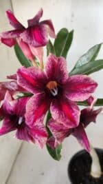 Planta Simples 2791 – 30cm – 02 anos